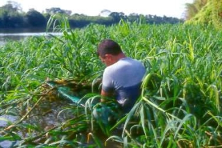 Hypoptopoma sp. `RIO PARANA`